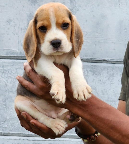 Purchase Friendly Beagle Puppy from Bangalore